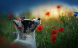 Dog looking up field flowers - impressionist free wallpaper