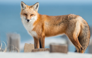 Fox ocean woodenpost blue sky 2 - a fox free wallpaper