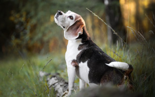 Dog looking up field forest - a forest free wallpaper