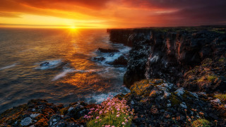 Sunset ocean cliff flowers shore - beautiful landscape free wallpaper