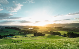 Grazing animals field sunset hills - sunset free wallpaper