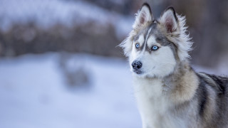 Husky blue eyes snow winter - a husky dog free wallpaper