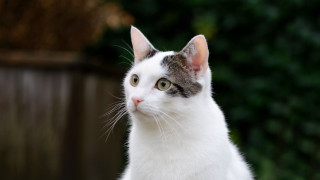 Cat white brown green fence - a green background free wallpaper