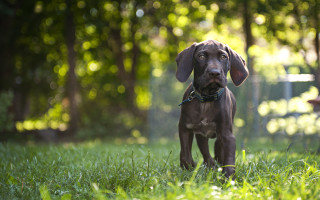Dog grass fence trees bokeh - a chain link fence behind free wallpaper
