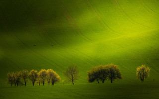 Green field trees birds forest - over the tree free wallpaper