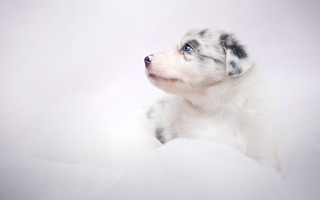 Puppy sitting snow blue eye - a black nose free wallpaper