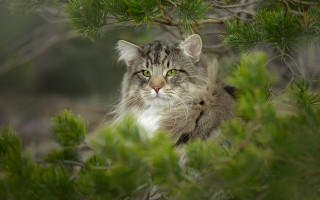 Cat tree sitting blurry background - impressionism free wallpaper