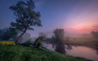 Tree hill river flowers foggy - river free wallpaper
