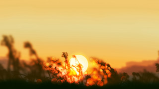 Sunset field bird anamorphic flare - anamorphic len free wallpaper