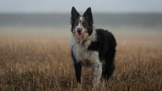 Dog tallgrass foggy sky furcoat - tall grass free wallpaper