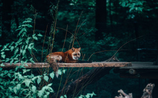Red fox woodland illustration bench - a red fox free wallpaper