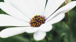 White flower yellow center green 2 - yellow center free wallpaper