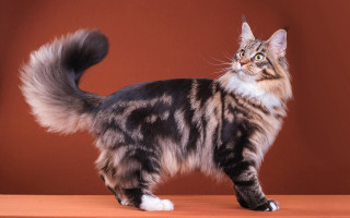 Cat royal blueeyes rococo redwall - a long tail free wallpaper