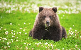 Brown bear field flowers eating - a brown bear free wallpaper