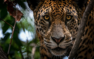 Leopard closeup tree branch leaves 2 - wildlife photography free wallpaper for desktop