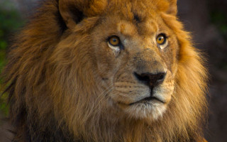 Lion closeup animalportrait realistic naturebushes - a blurry background of trees and bushes free wallpaper