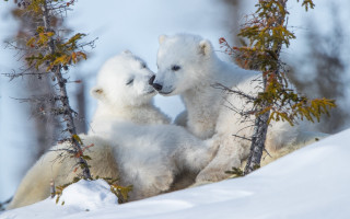 Polar bears playing snow wildlife - two polar bear free wallpaper