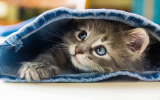 Kitten peeking blue jean bag - inside free wallpaper