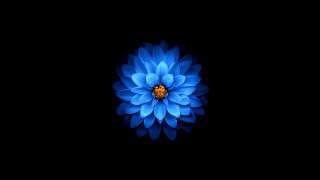 Blue flower yellow center 3d - a yellow center free wallpaper