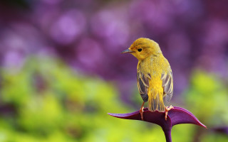 Yellow bird purple flower garden 2 - small free wallpaper
