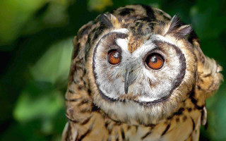 Owl bright eye blurry background - a blurry background of trees free wallpaper