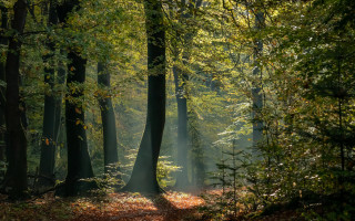 Forest path light autumn nature - a path free wallpaper