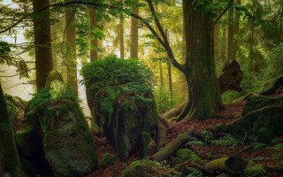Forest mossy rocks stream nature - mossy rock and trees free wallpaper