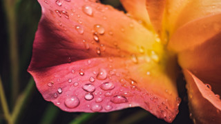 Flower water droplets macro blurry 5 - a green background free wallpaper