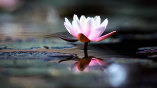Pink flower floating lily pads - lily pad free wallpaper