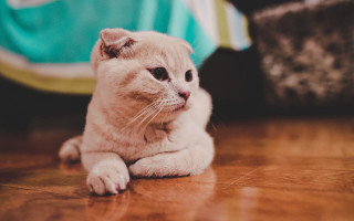 Sad cat floor camera 3d - canon 5 0 mm free wallpaper