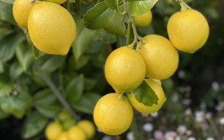 Lemons hanging branch bokeh blurry - constant permeke free wallpaper