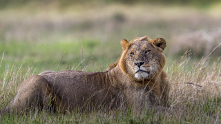 Lion grass field blurry background - a blurry background of grass and bushes free wallpaper