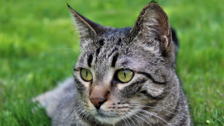 Cat grass sad eyes nature - a sad look free wallpaper for desktop
