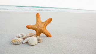 Starfish shells beach ocean waves 2 - blue sky in the background free wallpaper