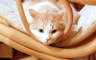 Cat sitting chair blanket green - eye free wallpaper