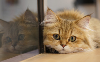 Cat mirror reflection curious shibainu - another cat free wallpaper