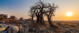 Primitivism trees rocks sunset lake - a group of trees free wallpaper