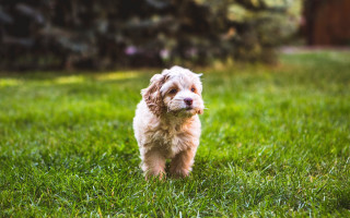 Small dog running grassy field - a grassy field free wallpaper
