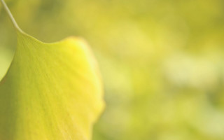 Green leaf macro shallow depth 3 - a green leaf free wallpaper
