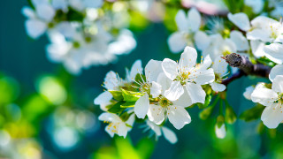 Bee white flower branch green - a bee free wallpaper