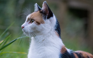 Cat face looking up outdoors - a stock photo free wallpaper