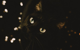 Black cat green eyes blurry 6 - a black cat free wallpaper