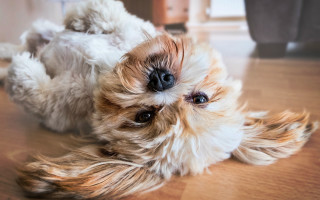 Small dog photorealistic animals blurry - stuffed free wallpaper