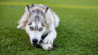 Shiba inu blue eyes playing 2 - a stock photo free wallpaper