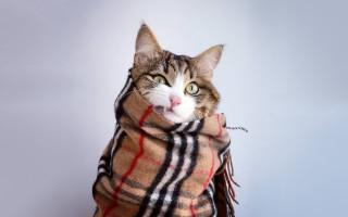 Cat blanket surprised renaissance fashion - fashion free wallpaper