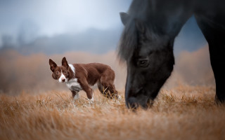 Dog horse grazing field animals - elke vogelsang free wallpaper