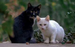 Cats black and white outdoor - an album cover free wallpaper