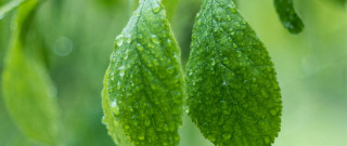 Green leaves water drops macro 2 - background free wallpaper for desktop