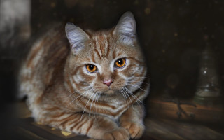 Cat wooden floor serious eye - a wooden floor free wallpaper