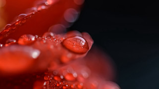 Red flower water droplets macro 28 - a red flower free wallpaper